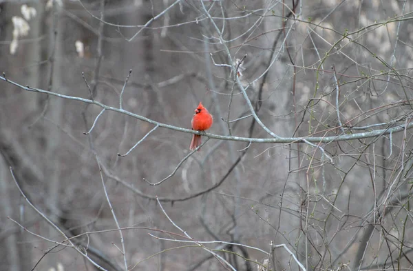 Bright Red Cardinal Tree Spring — Stock Photo, Image
