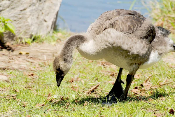 Anne ve Bebek Çimenlerde Göletin yanında