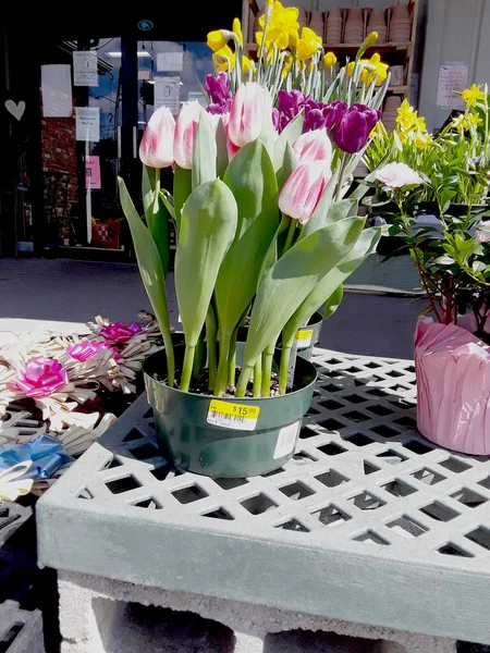 Tulips Sale Garden Center Early Spring — Stock Photo, Image
