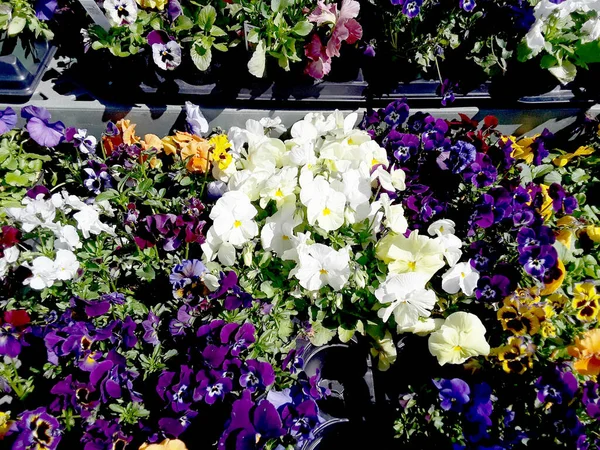 Pansies Vasos Flores Crescente — Fotografia de Stock