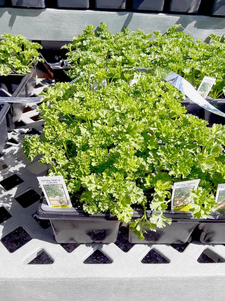 Triple Curly Parsley Plants Growing Small Pots — Stock Photo, Image
