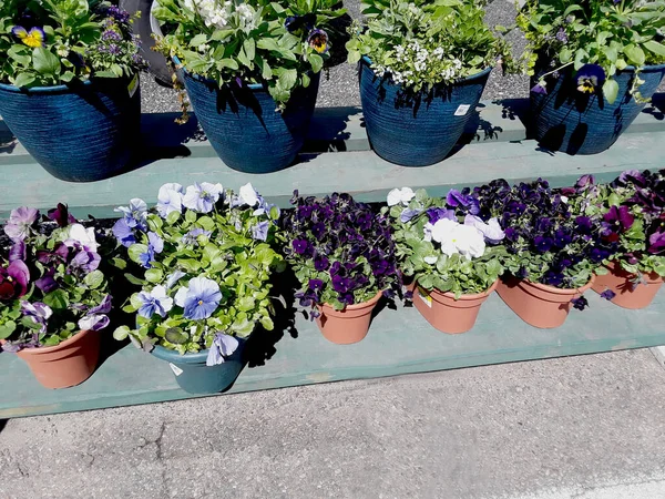 Potted Colorful Pansies Sale Gardening Center — Stock Photo, Image