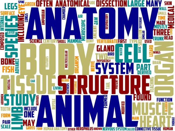 Anatomista Tipografía Wordcloud Wordart Arte Anatomista Anatomía Ciencia Viejo —  Fotos de Stock
