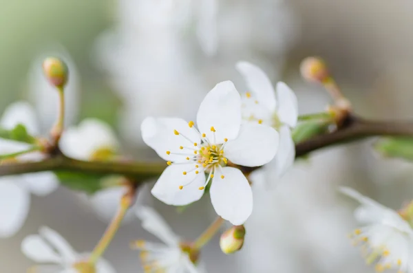 Blossom of Mirabelle plum — Stock Photo, Image
