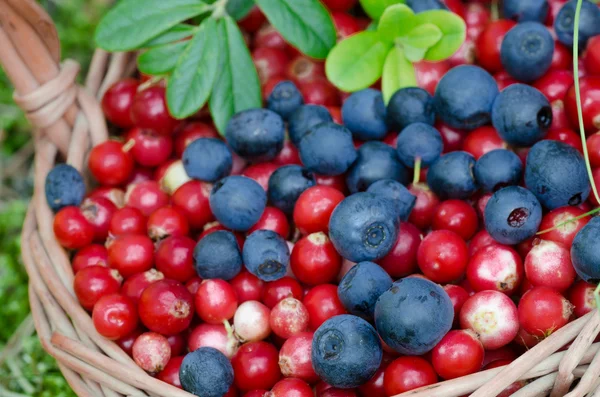 Fruits of forest (blueberries abd cowberries) in basket — Stock Photo, Image