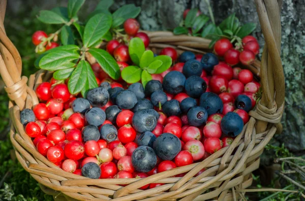 Fruits of forest (blueberries and cowberries) in basket — ストック写真