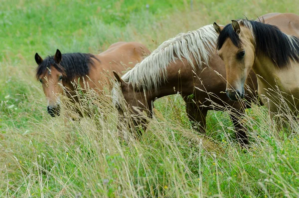 Horses in pasture — Stock Photo, Image
