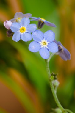 Unutma-beni-mot - küçük mavi ve pembe çiçekler