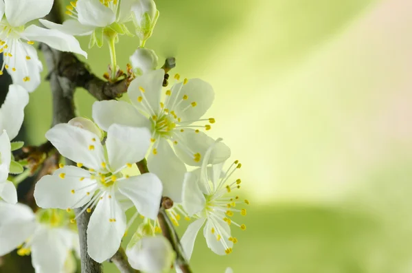 White cherry blossom macro — Stock Photo, Image