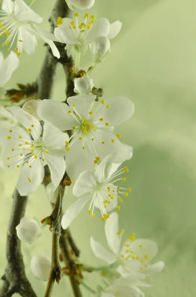 하얀 벚꽃 매크로 — 스톡 사진