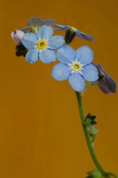 Forget-me-mot - petites fleurs bleues et roses — Photo