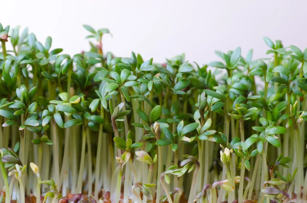 Fresh green cress — Stock Photo, Image