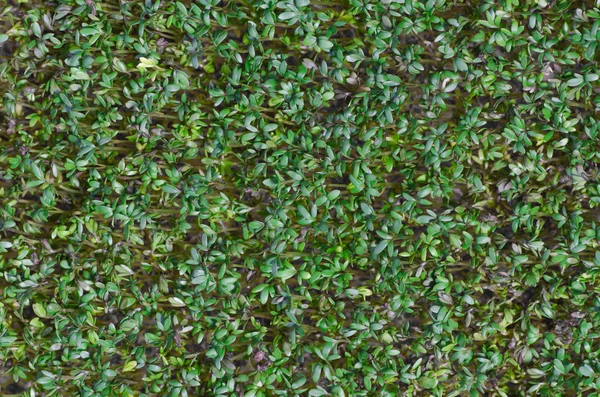Φρέσκο πράσινο κάρδαμο — Φωτογραφία Αρχείου