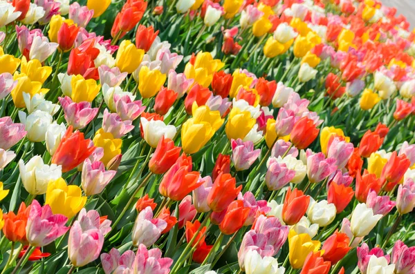 Multicolored tulips field in park — Stock Photo, Image