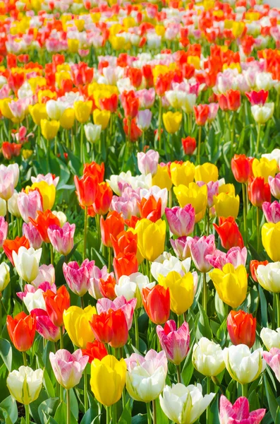 Tulipany wielobarwny pole w parku — Zdjęcie stockowe