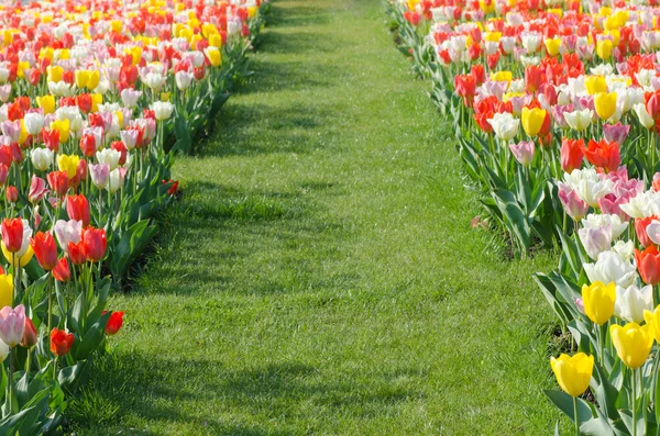 Multicolored tulips field in park — Stock Photo, Image