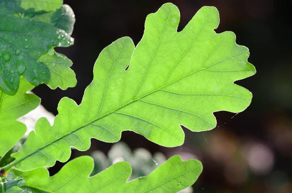 Groene eiken bladeren — Stockfoto