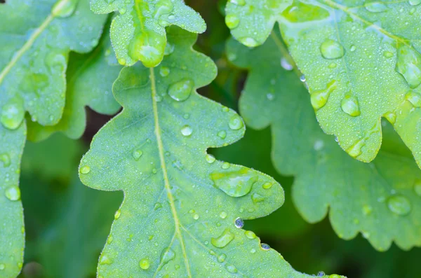 Groene eiken bladeren — Stockfoto