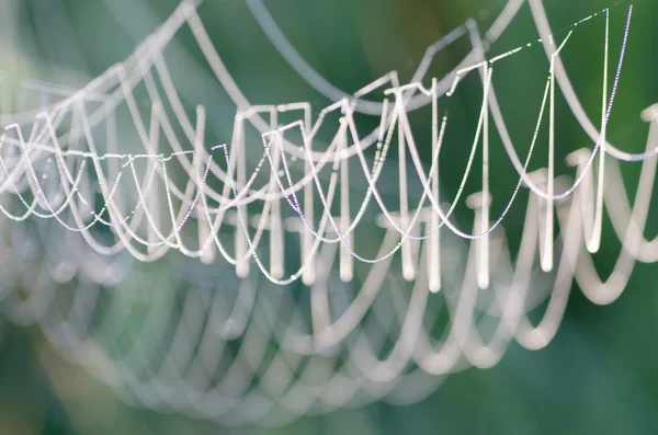 Cobweb covered with morning dew — Stock Photo, Image