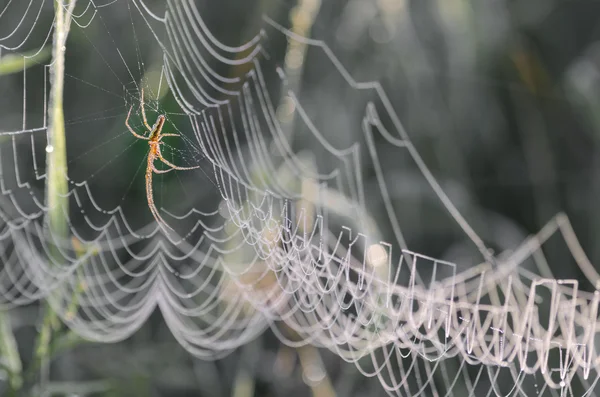 Teia de aranha coberta com orvalho matinal — Fotografia de Stock