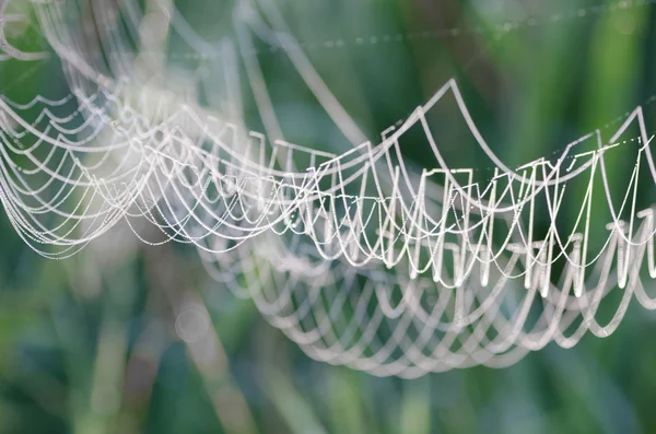 Teia de aranha coberta com orvalho matinal — Fotografia de Stock