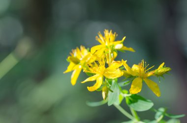 St John's wort yeşil zemin üzerine