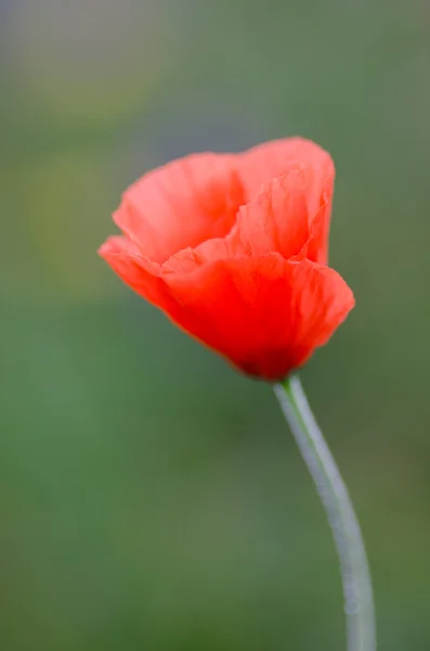 Amapola de campo sobre fondo verde — Foto de Stock