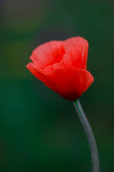 Amapola de campo sobre fondo verde — Foto de Stock