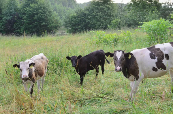 Legelő tehenek — Stock Fotó