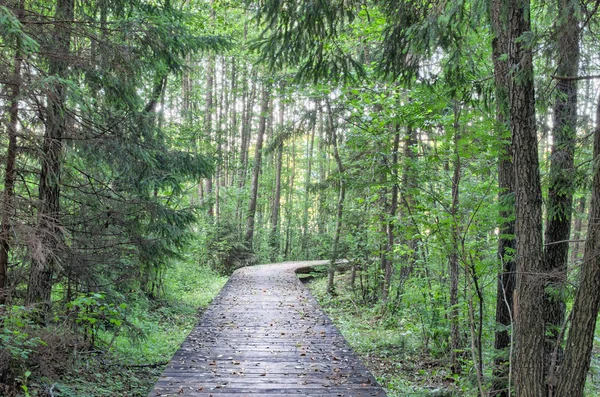 Sentier dans fotest, hdr — Photo