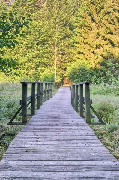 Sentier dans fotest, hdr — Photo