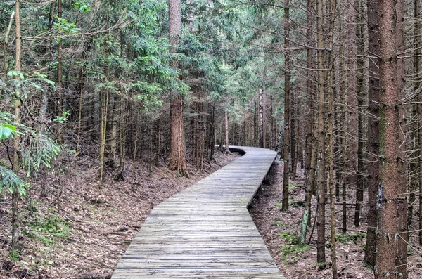 Sentier dans fotest, hdr — Photo