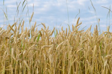 Buğday alan tahıl tahıl 