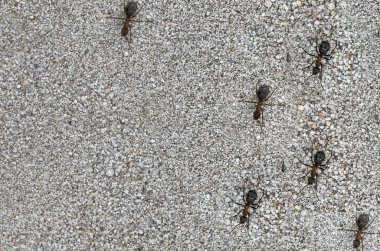 karıncalar kum üzerinde