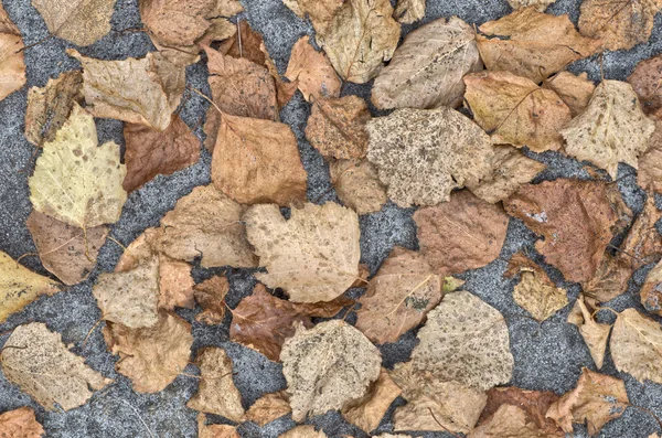 Dried leaves on soil background — Stock Photo, Image