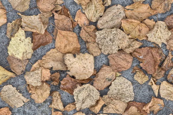 Feuilles séchées sur fond de sol — Photo