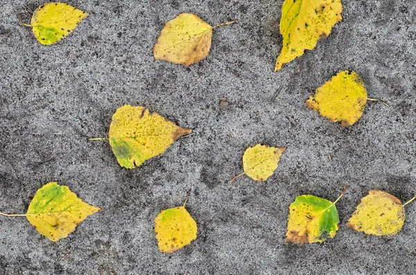 Folhas amarelas no fundo do solo — Fotografia de Stock