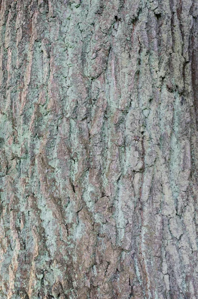 Dubové kůry stromu pozadí — Stock fotografie