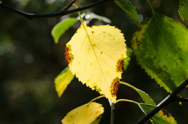 Dried birch leaf — Stock Photo, Image