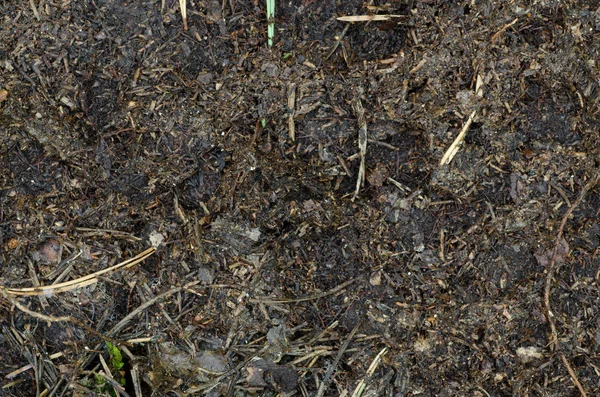 Próchnicy gleby — Zdjęcie stockowe
