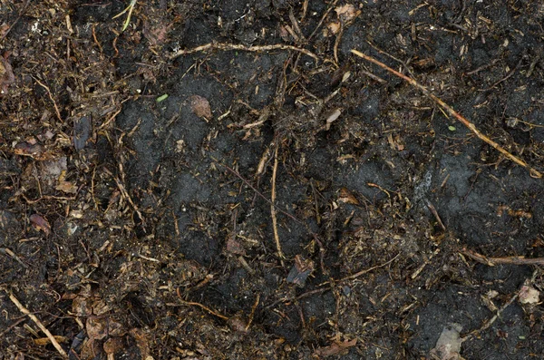 Гумусная почва — стоковое фото