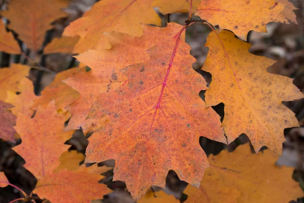 Quercus Rubra Orangefarbene Blätter Aus Roter Eiche Nahaufnahme Selektiver Fokus — Stockfoto