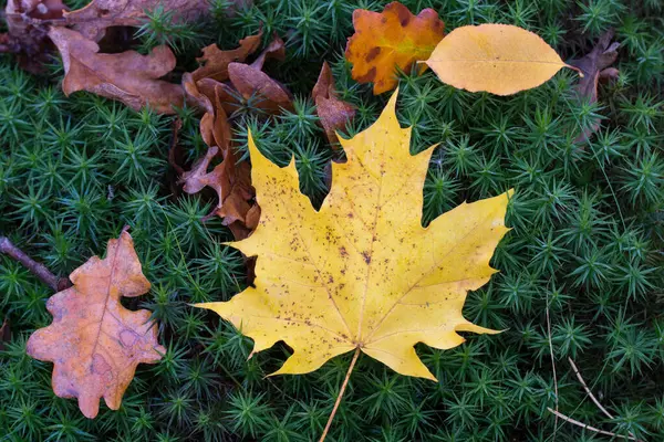 Feuilles Automne Colorées Sur Fond Mousse Gros Plan — Photo