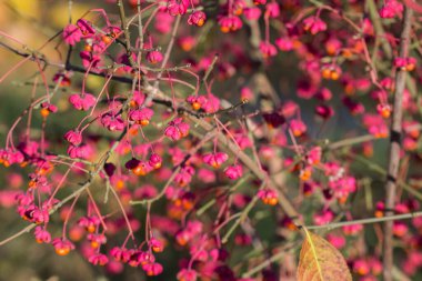 Euonymus europaeus, Avrupa 'da ince dalda meyveler seçici odaklanma