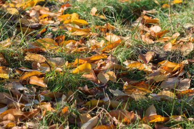 Çimenlerin üzerine düşen sarı sonbahar yaprakları. Kapalı seçici odaklanma.
