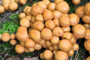 Kuehneromyces mutabilis, ormandaki odun mantarı kınalı, kapalı seçici odaklanma