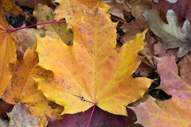 Düşen sonbahar sarı akçaağaç yaprağı seçici odak noktasında