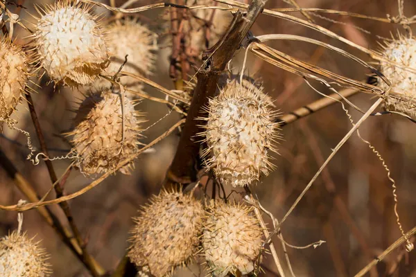 Chinocisti Lobata Essiccati Primo Piano Selettivo Del Cetriolo Selvatico — Foto Stock