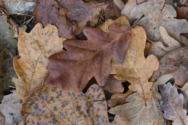 Опавшие Осенние Дубовые Коричневые Листья Земле Крупным Планом — стоковое фото