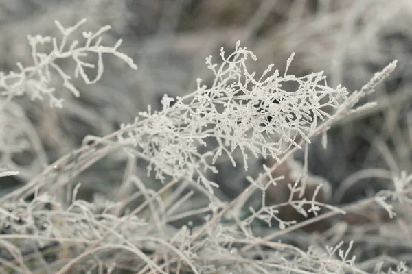 Kurumuş Çimenler Stoklanmış Buzla Kaplanmış Yakın Plan Seçici Odaklanma — Stok fotoğraf